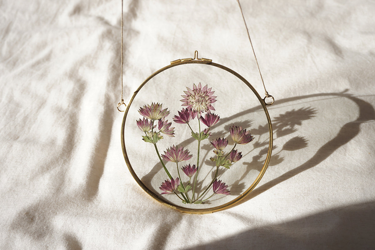 Astrantia en marco redondo de latón