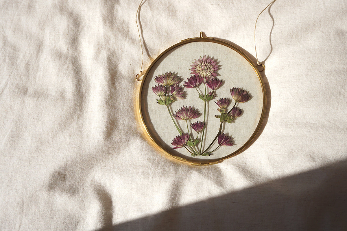 Astrantia en marco redondo de latón