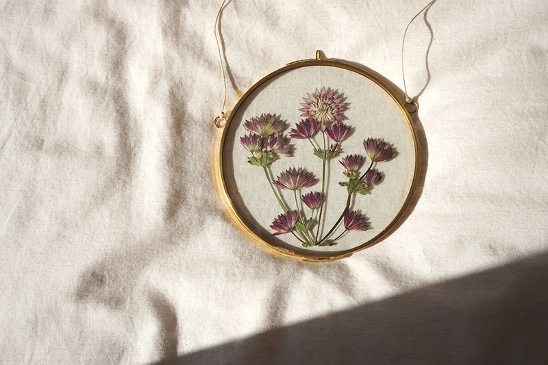 Astrantia en marco redondo de latón