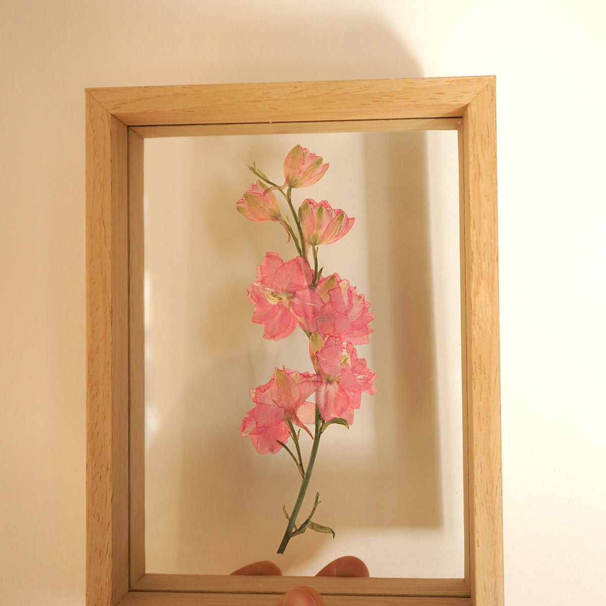 Delphinium en marco de madera